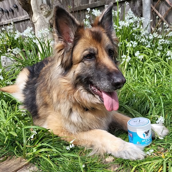 A high-quality lifestyle shot showing a German Shepherd dog in a lush garden setting, positioned next to a jar of hip and joint supplement treats.